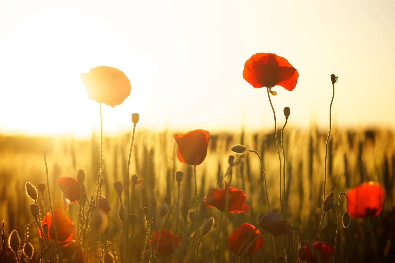 poppies, field, sunset-174276.jpg
